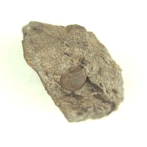 日本産中生代軟体動物化石