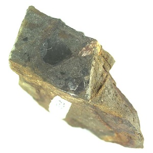 日本産中生代軟体動物化石