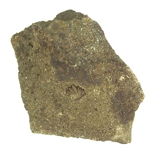 日本産中生代軟体動物化石