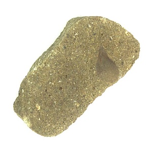 日本産中生代軟体動物化石