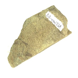 日本産中生代軟体動物化石