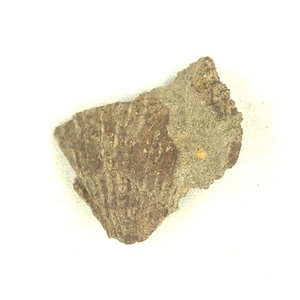 Monotis  ochotica densistriata