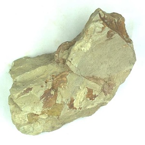 日本産中生代軟体動物化石