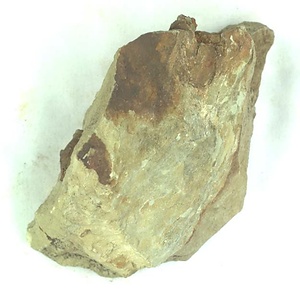 日本産中生代軟体動物化石