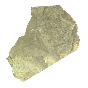 日本産中生代軟体動物化石