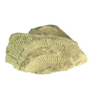 １９８９年度地質・古生物調査委託成果品