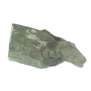 １９８９年度地質・古生物調査委託成果品