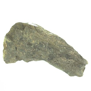 イノセラムス・アワジエンシス（二枚貝）