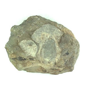 １９８９年度地質・古生物調査委託成果品