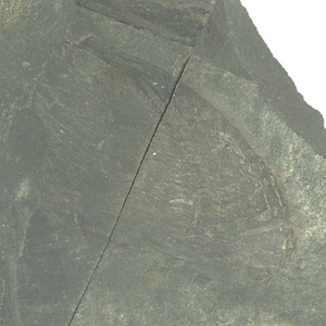 １９８９年度地質・古生物調査委託成果品