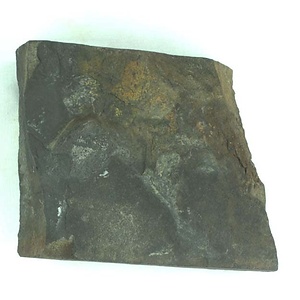 １９８９年度地質・古生物調査委託成果品