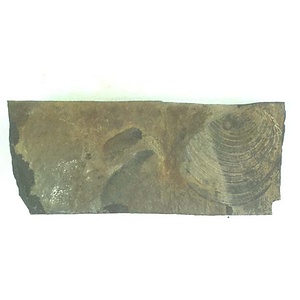 １９８９年度地質・古生物調査委託成果品