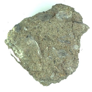 １９８９年度地質・古生物調査委託成果品