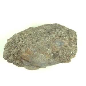 １９８９年度地質・古生物調査委託成果品