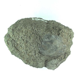 １９８９年度地質・古生物調査委託成果品