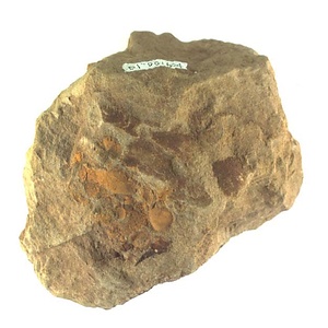 １９８９年度地質・古生物調査委託成果品