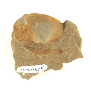 １９８９年度地質・古生物調査委託成果品