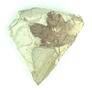 ムカシイタヤカエデ