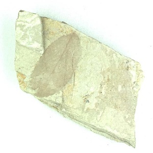 エノキ属の一種？