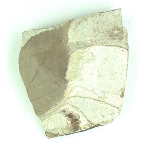 カバノキ属の一種？