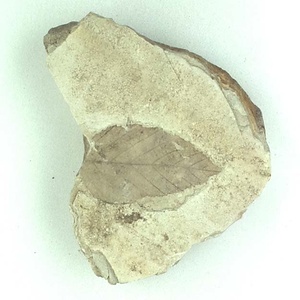 カバノキ属の一種？