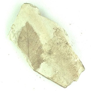 カバノキ属の一種？