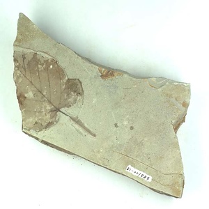 カバノキ属の一種