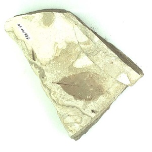 トネリコ属の一種？