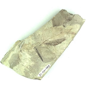 カバノキ属の一種