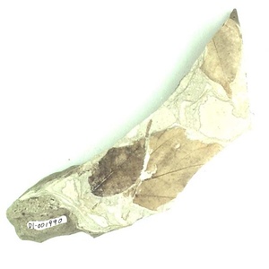 ヘイグンイヌシデ