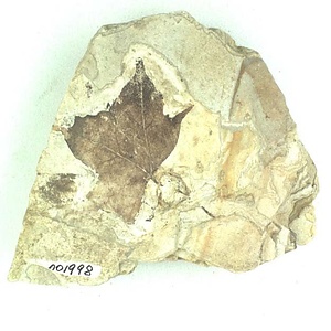 ムカシイタヤカエデ