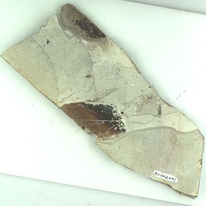 エノキ属の一種？