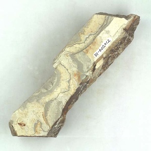 ハバチ科の一種