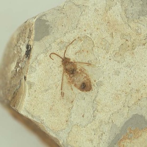 ハバチ科の一種