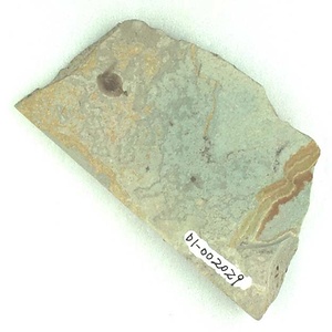 ニレ属の一種（果実）