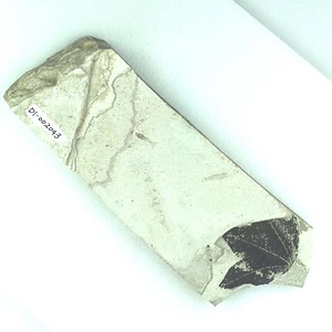 カゲロウ目の一種（幼虫）