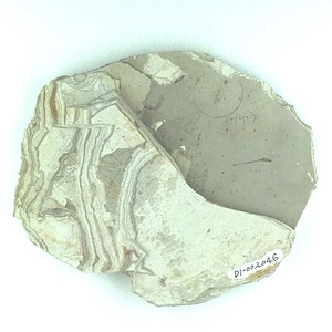 カワゲラ目の一種（幼虫）