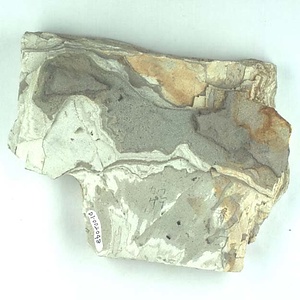 カワゲラ目の一種（幼虫）