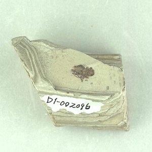 カメムシの一種