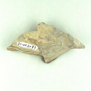 シロアリの一種