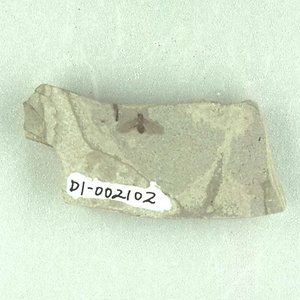 ヤマアリ亜科の一種