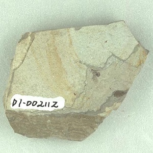 ヤマアリ亜科の一種