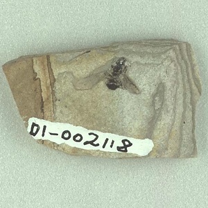 ヤマアリ亜科の一種