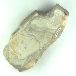 アリ科の一種（オス）