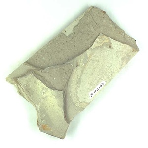 カタアリ亜科の一種