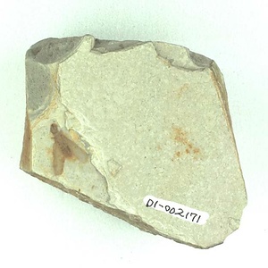 シロアリ目の一種