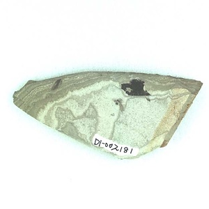 カメムシの一種