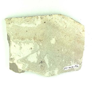 ヤマアリ亜科の一種