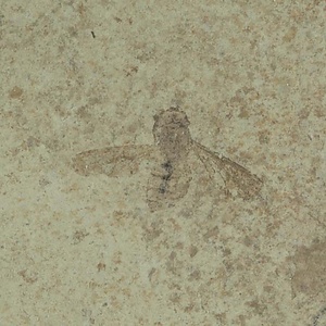 ハナアブ科の一種