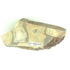 アリ科の一種（オス？）